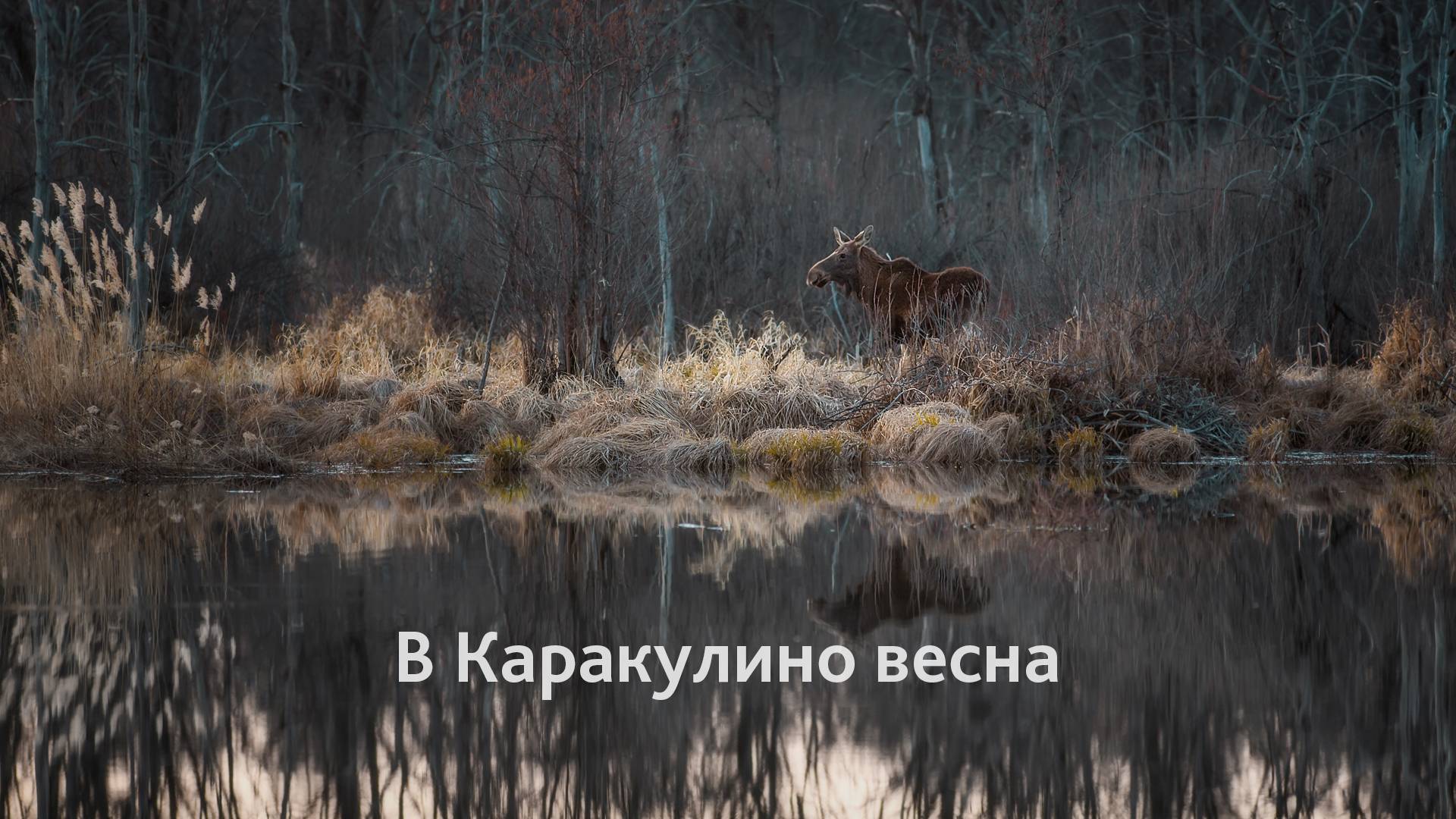 Весна в Каракулино