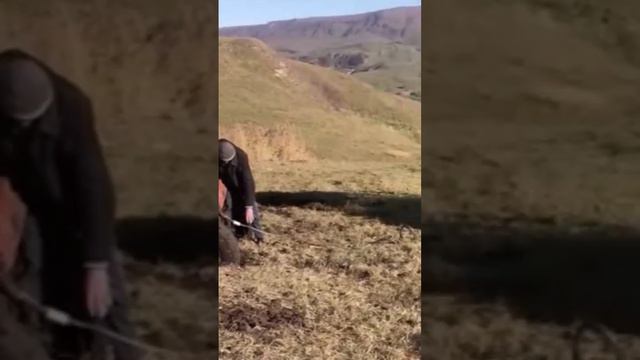 300 люби тракториста. Братан начинает нервничать.