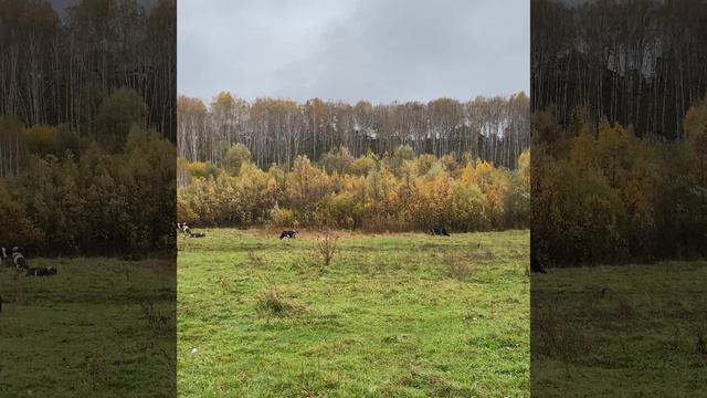 Осенний вальс