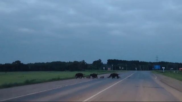 Башкирия,Бакалинский район,семейство кабанчиков.