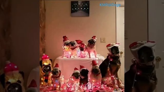 К встрече Рождества готовы🎄😂 ( видео про собак )