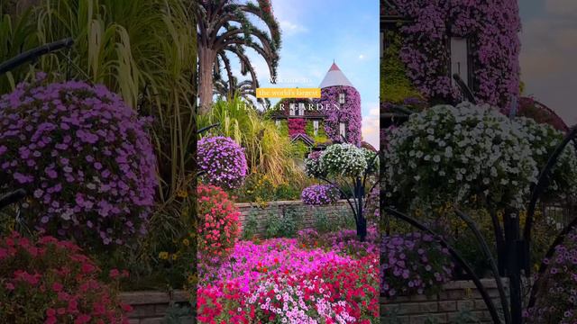 🌍 Dubai Miracle Garden, ОАЭ