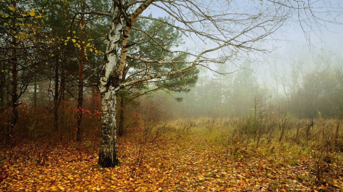 Листья жёлтые медленно падают . Поёт Валентина Дробышева