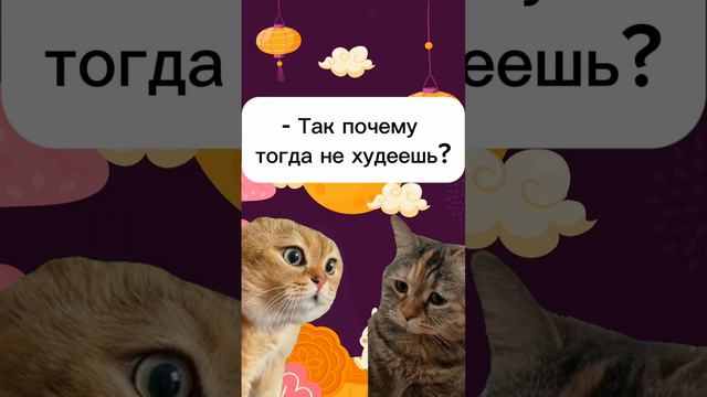 Котики в тренде. Смешные котики. #юмор #смешныеистории #мемы