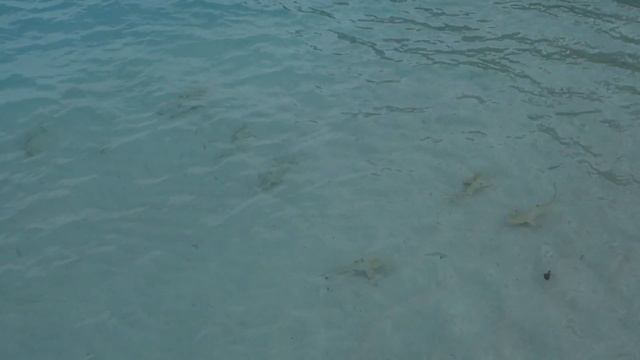 Baby Blacktip Reef Shark @ Maldives