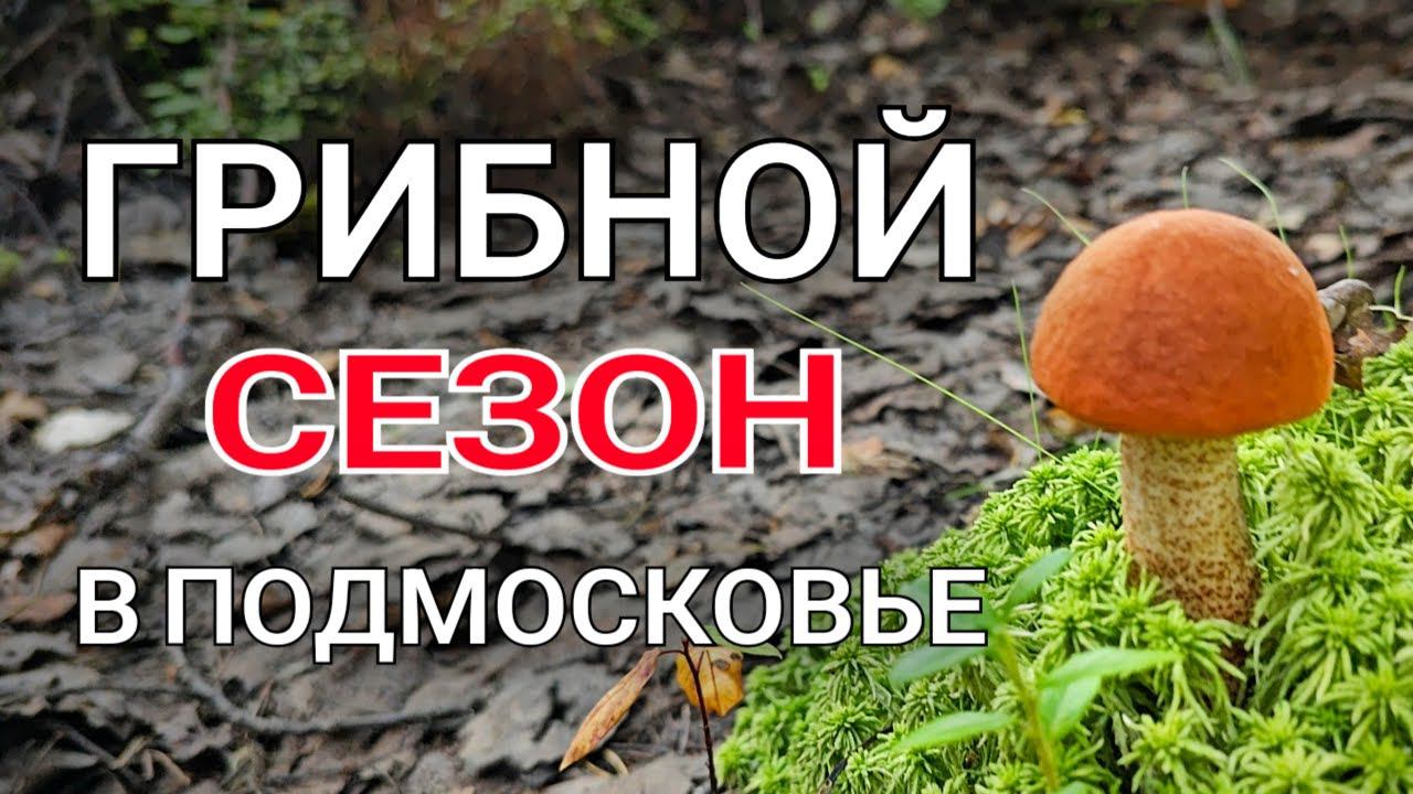 Пошёл в лес за опятами, а нашёл подосиновики. Грибы растут на каждом шагу в Подмосковье!