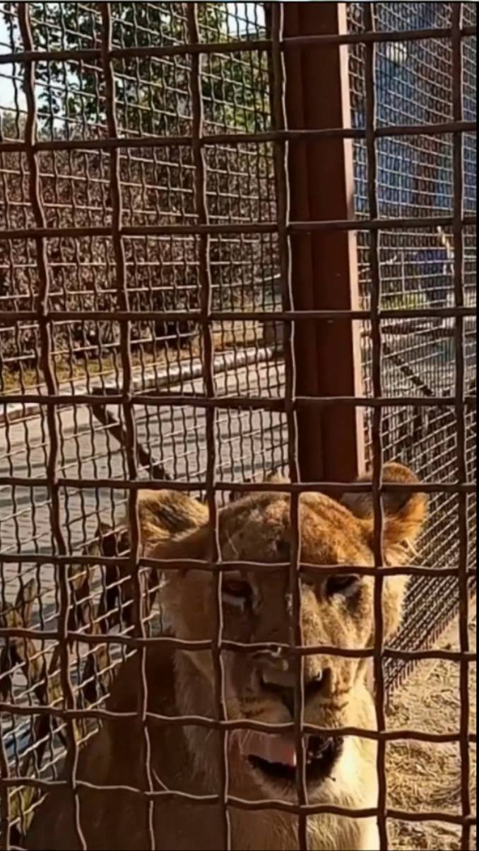 Привет от ШЕРХАНА. Он в Минске. #тайган #олегзубков #шерхан #минск #lion #zoo