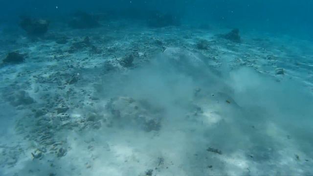 White Manta Ray @ Maldives