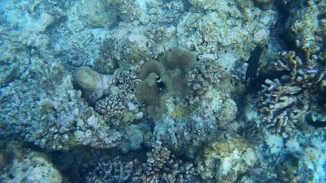 Clownfish and others @ Maldives