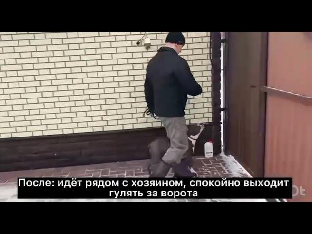 До: щенок не хочет выходить за ворота тянет поводок. Результаты обучения в ШАН