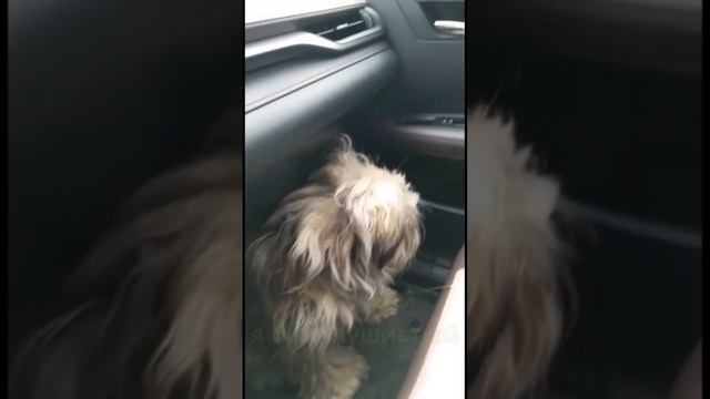 Русская Цветная Болонка.
