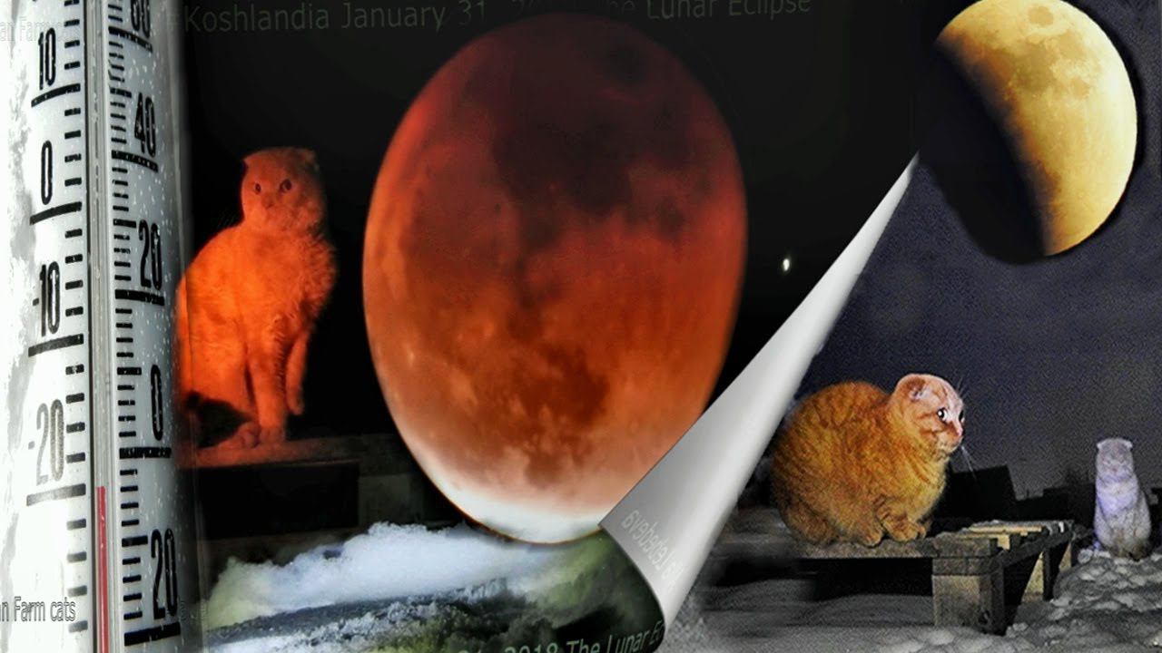 Moon and Cats Винни и Лунное Затмение Winter in Koshlandia  The Lunar Eclipse