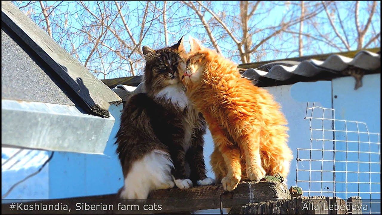 Koshlandia, Siberian farm cats, Iriska, Moon,  Вася и Ириска, Луна, 12 марта 2016