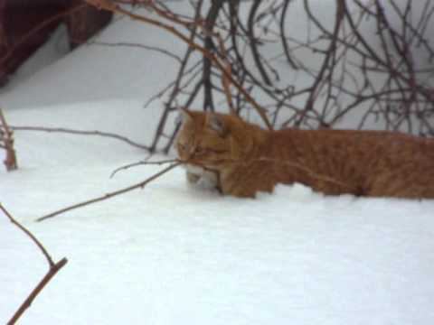 Людвиг! Снежные ванны! Kittens bathe in snow