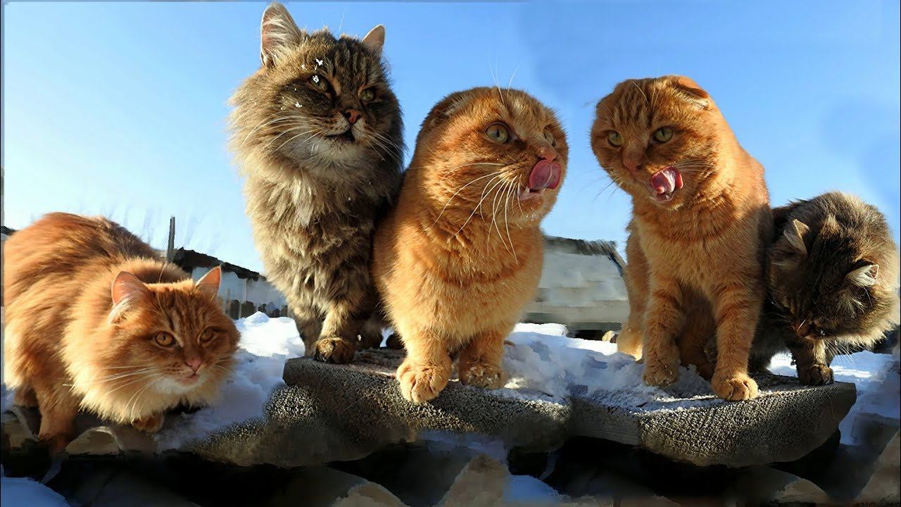 #Koshlandia, Siberian Farm cats Зима в Кошляндии Winter in Koshlandia