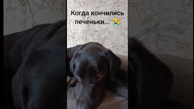 Печеньке посвящается...