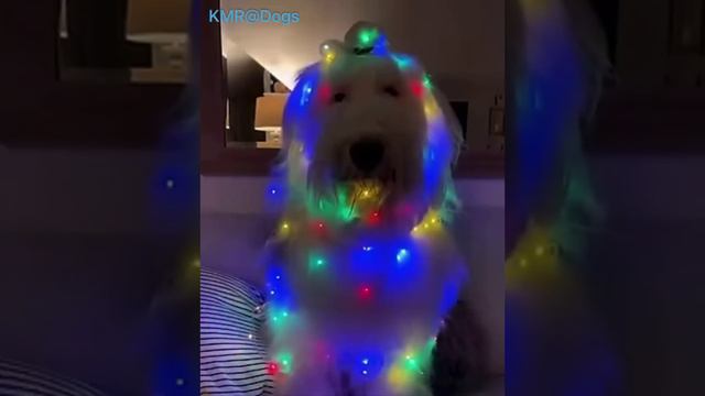 В антураже праздника🎄😂 ( видео про собак )