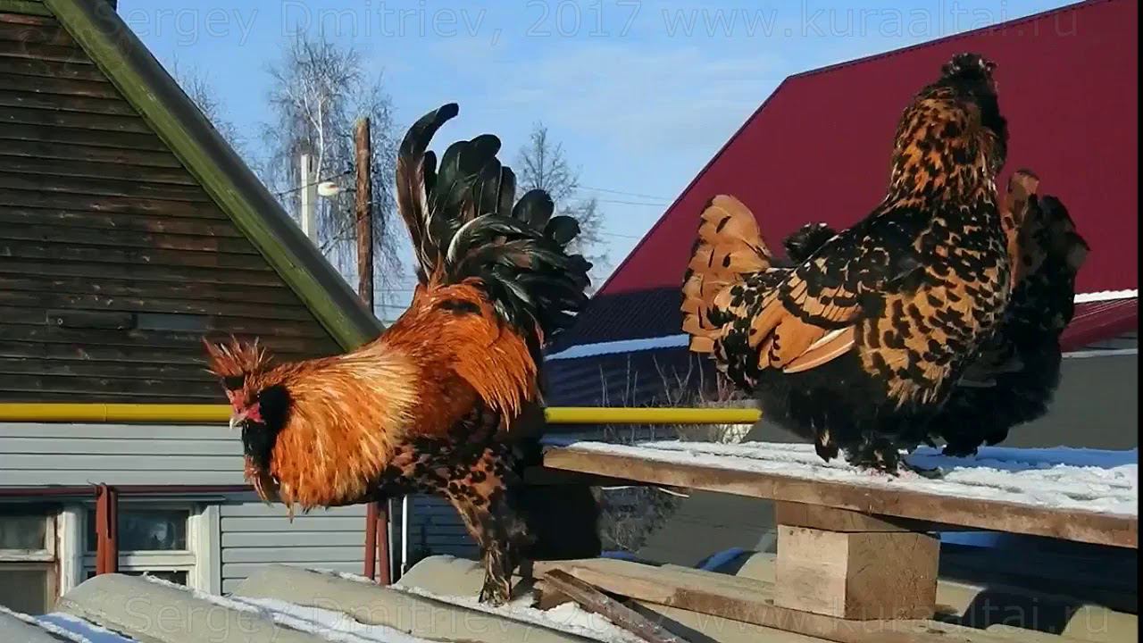 ПАВЛОВСКАЯ ПОРОДА КУР 12 ноября 2017 PAVLOVSKAYA breeds of chickens