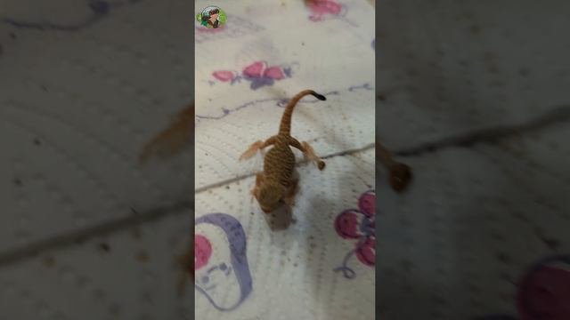 Когда ты только родился ,но уже злой на весь мир🤣