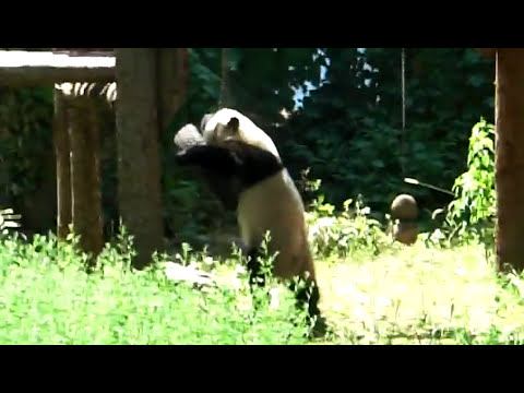 Китай. Пекин. Зоопарк. Панда.