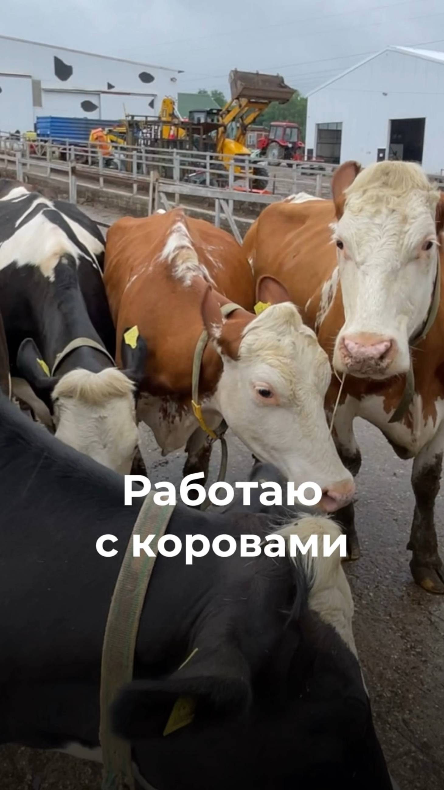 Жизнь дояра: как Сергей нашел свое призвание на сыроварне 🐄🥛