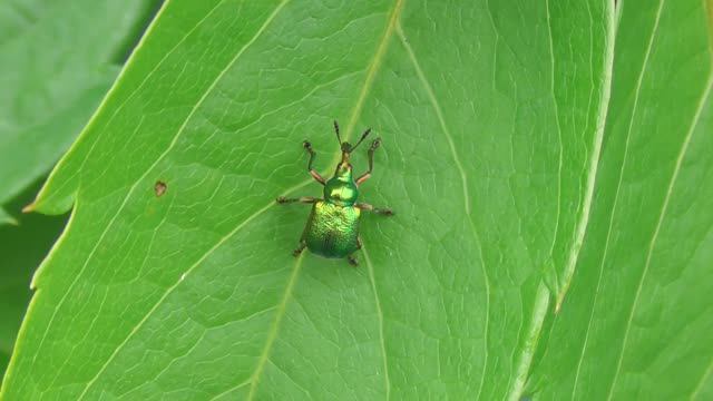 Тополёвый трубковёрт ( Rhynomacer populi )