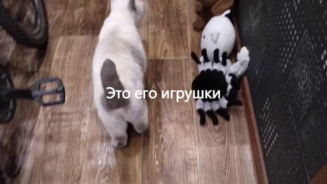 Мой кот