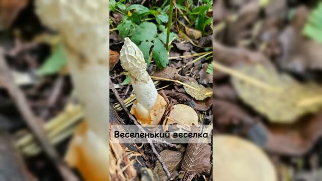 БОЛЬШОЙ ТХАЧ ОДНИМ ДНЕМ.mp4