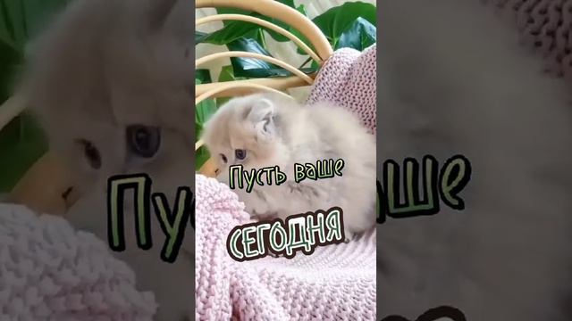 Доброе утро с котиками