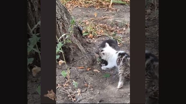 1000028533.mp4