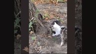 1000028533.mp4