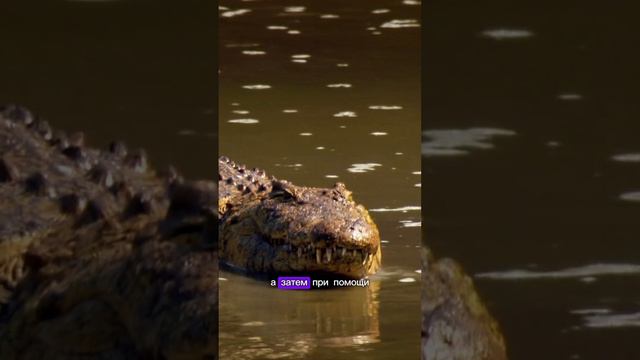 🐊🐊🐊