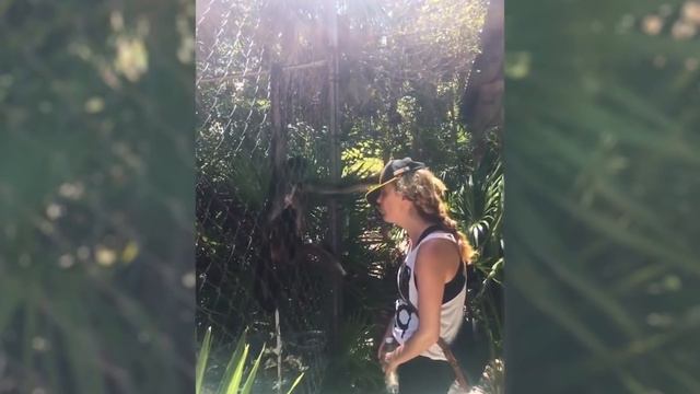 Angry Monkey Attacks Tourist at Zoo