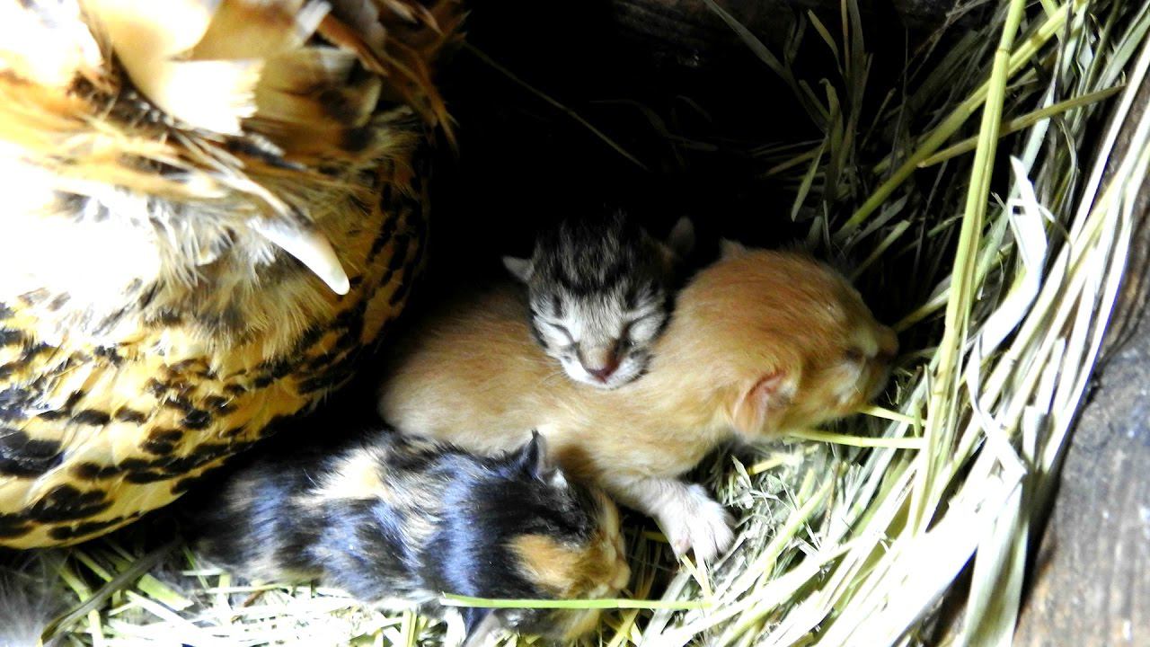 #1 Babysitting The newborn Kitten's Нянька для котят: Приходи к нам, тетя Клуша Наших кисок покачать