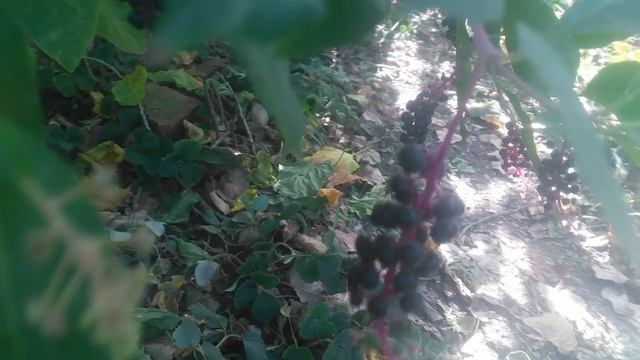 VID_20240927_113814.mp4