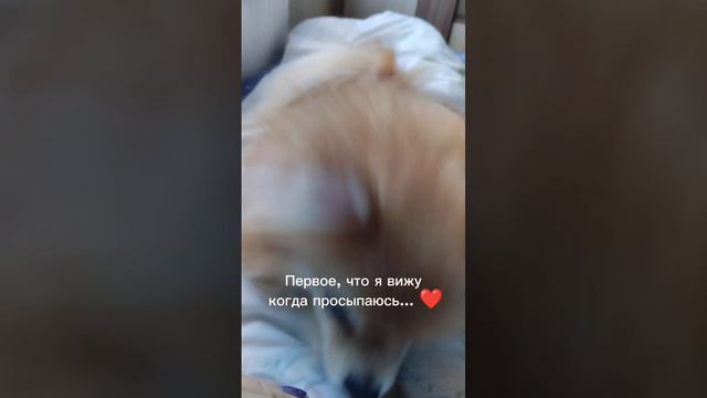 Моя милая собачка 💕