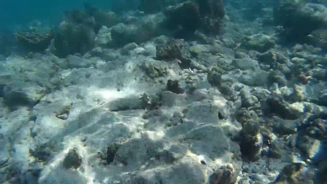 Octopus hides in Coral reef @ Maldives