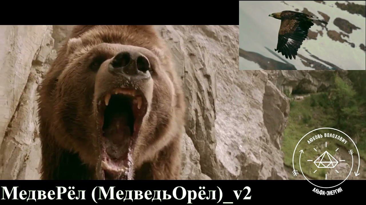 МедвеРёл v2