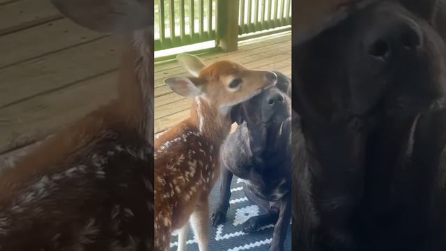 Оленёнок и Собака: Нежные Ласки Прямо во Дворе! 🦌🐕❤️