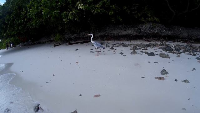 Heron @ Maldives