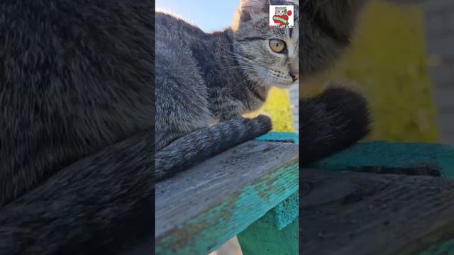 Рыжуля с утра пораньше пришёл с охоты не с пустыми руками 🏡🐦🐈