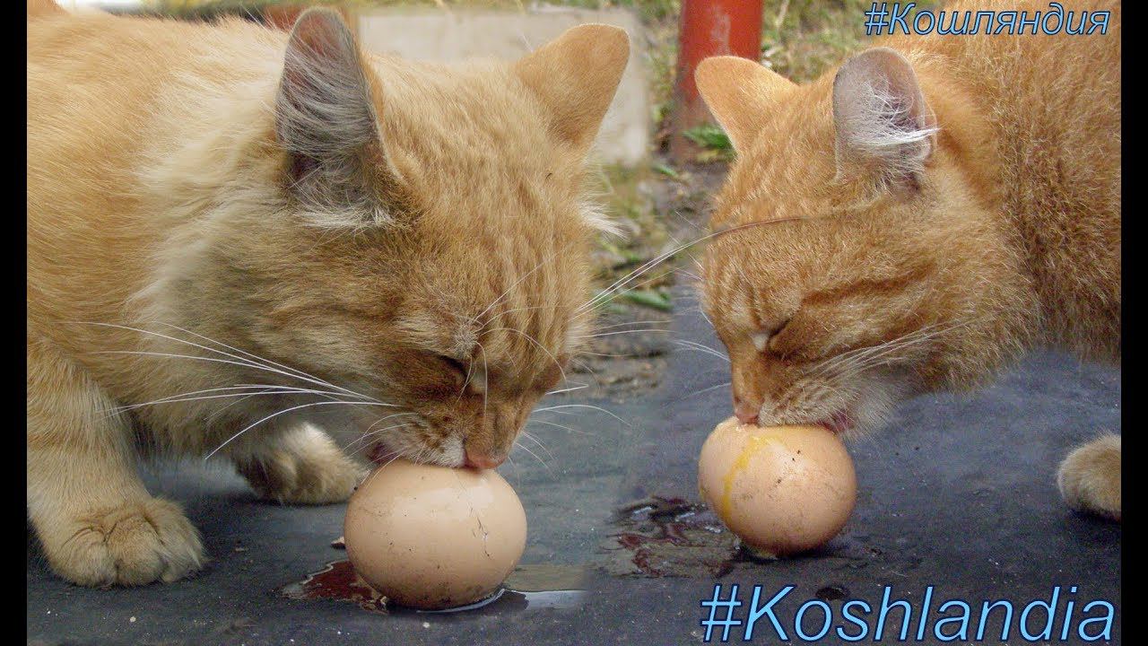 #Koshlandia, Siberian Farm cats #Коты-Яйцееды