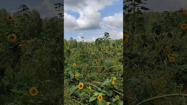 с папой в полях подсолнечника сваленого ураганом!