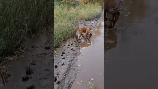 Красноярск вдоль берега Енисея