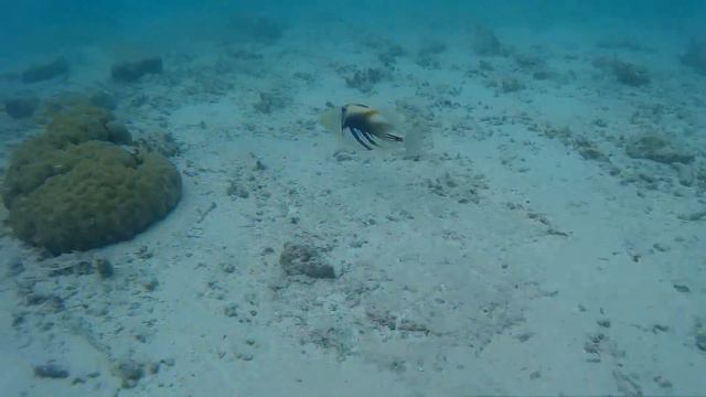 Parrotfish and others @ Maldives