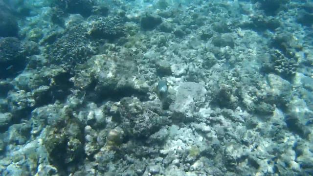 Pufferfish and others @ Maldives