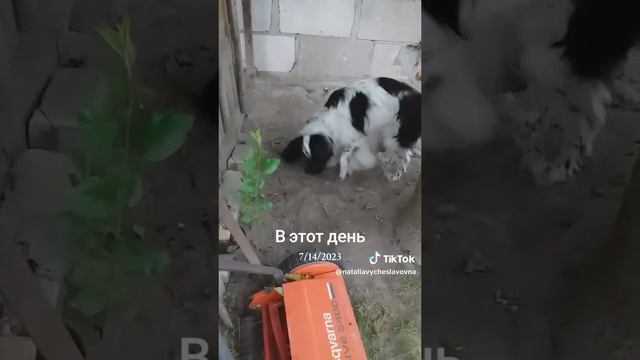 Лежаночка под орехом...)))