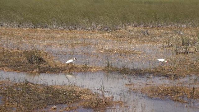 Everglades National Park, Florida, USA in 4K Ultra HD