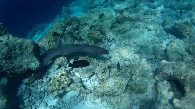 Moray Eel seeks a new home @ Maldives