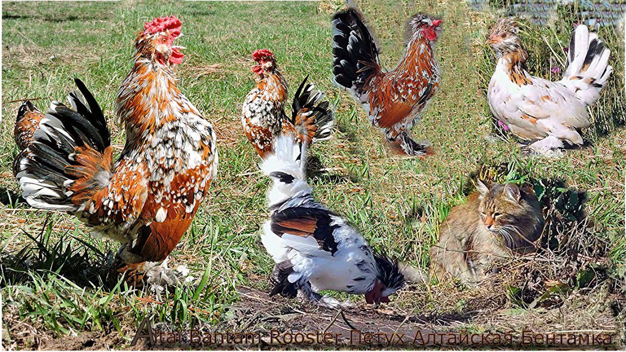 Алтайская Бентамка Суточные цыплята Поёт Петух Altai Bantam Chickens